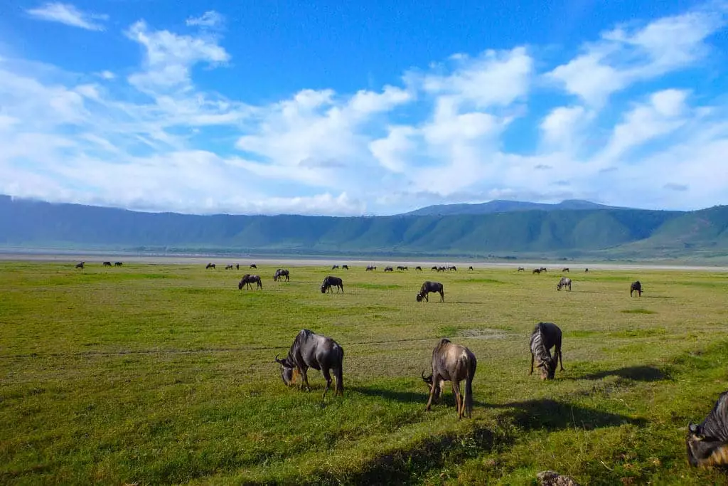 ngorongoro-day-trip-safari-tour-tanzania